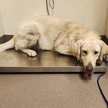 Eliza -  Kuvasz and Mixed Breed Dog for Adoption in Norman, Oklahoma - Eliza | PetCurious