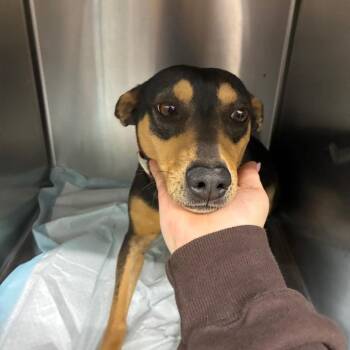 Mixed Breed Dogs Available for Adoption - Birdie-Stray-67797 | PetCurious