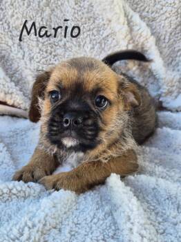 Pug Dogs Available for Adoption in Phelan, California - Mario | PetCurious