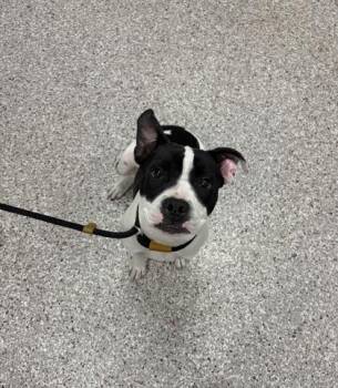 Magpie -  Terrier and Mixed Breed Dog for Adoption in Gastonia, North Carolina - Magpie | PetCurious