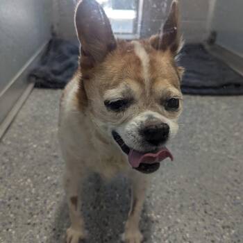 Roxy -  Chihuahua and Mixed Breed Dog for Adoption in Charlottesville, Virginia - Roxy | PetCurious