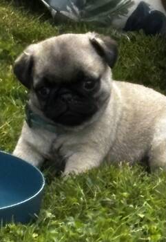 Kyle -  Pug Dog for Sale in Eldred, New York - Kyle | PetCurious