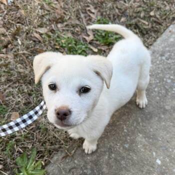 Labrador Retriever Dogs Available for Adoption - Marshmellow | PetCurious
