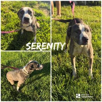 Serenity -  Pit Bull Terrier Dog for Adoption in Saint James, Missouri - Serenity | PetCurious