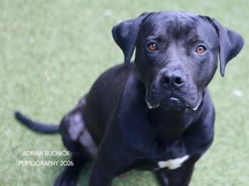 Philly -  Mixed Breed Dog for Adoption in Nashville, Tennessee - Philly | PetCurious