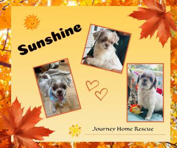 Sunshine -  Shih Tzu Dog for Adoption in East Wenatchee, Washington - Sunshine | PetCurious