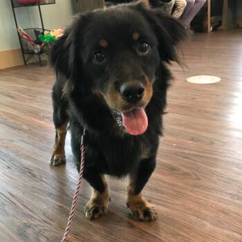 Drifter aka Bradga 4700 -  Shepherd and Dachshund Dog for Adoption in Loxahatchee Groves, Florida - Drifter Aka Bradga 4700 | PetCurious