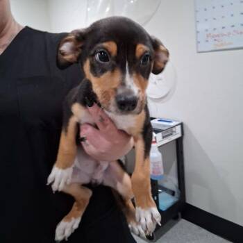 Harry -  Shepherd and Australian Cattle Dog Blue Heeler Dog for Adoption in Lake Havasu City, Arizona - Harry | PetCurious
