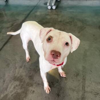 Pearl -  Mixed Breed Dog for Adoption in Pittsburgh, Pennsylvania - Pearl | PetCurious