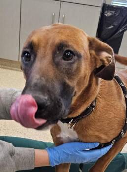 Mixed Breed Dogs Available for Adoption in Lafayette, Indiana - Reba | PetCurious
