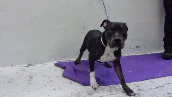 VINCE -  Staffordshire Bull Terrier and Mixed Breed Dog for Adoption in Houston, Texas - VINCE | PetCurious