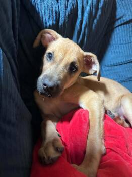 Indi -  Black Mouth Cur Dog for Adoption in Grand Rapids, Michigan - Indi | PetCurious