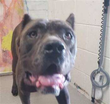 CHINA -  Cane Corso Dog for Adoption in San Bernardino, California - CHINA | PetCurious