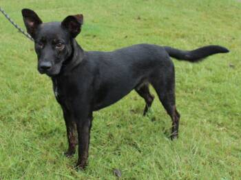 Rescue Shepherd Dogs for Adoption in Claremore, Oklahoma - JACK | PetCurious