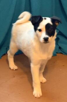 Jack Russell Terrier Dogs Available for Adoption - PATCH (ohiosdrescue@gmail.com) | PetCurious