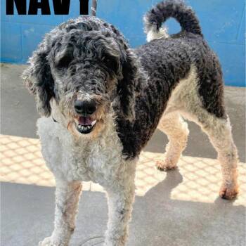 Navy -  Poodle and Mixed Breed Dog for Adoption in Potomac, Maryland - Navy | PetCurious