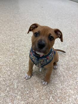 Rescue Terrier Dogs for Adoption - Campbell | PetCurious