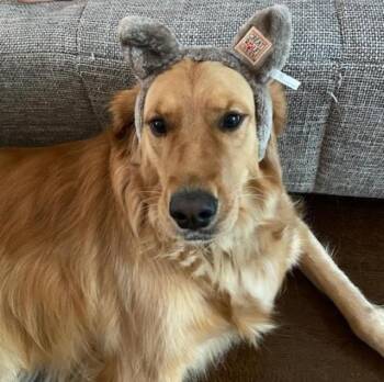 Rescue Golden Retriever Dogs for Adoption in East Brunswick, New Jersey - Daisy | PetCurious