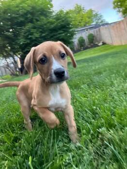 Beagle and Dachshund Dogs Available for Adoption in Aurora, Indiana - Mocking Bird : Boo | PetCurious