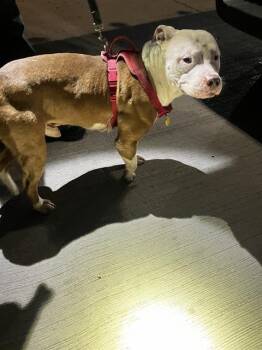 Pit Bull Terrier Dogs Available for Adoption in Dallas, Texas - TONKA | PetCurious