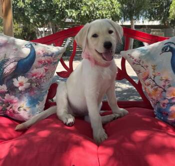 Gemma -  Labrador Retriever Dog for Adoption in Temecula, California - Gemma | PetCurious