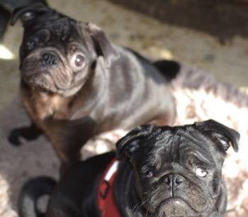 Rescue Pug Dogs for Adoption in Franklinton, North Carolina - Chloe & Zoey (Bonded Pair) | PetCurious