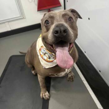 Rescue Pit Bull Terrier Dogs for Adoption in Colorado Springs, Colorado - McGyver | PetCurious