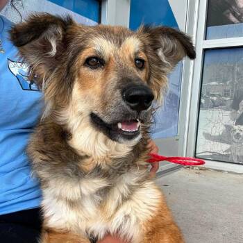 Alicia -  Anatolian Shepherd Dog for Adoption in New York, New York - Alicia | PetCurious