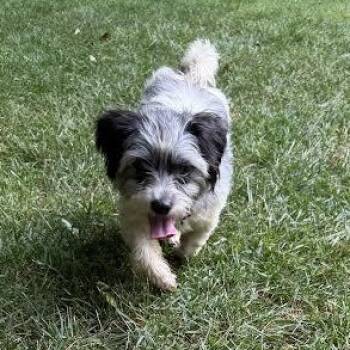 John -  Shih Tzu Dog for Adoption in Midlothian, Virginia - John | PetCurious