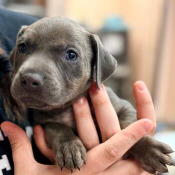 Catahoula Leopard Dog and Mixed Breed Dogs Available for Adoption in Columbus, Georgia - McMuffin | PetCurious