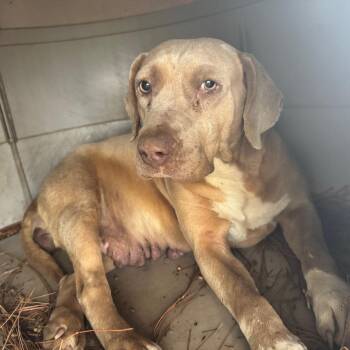 Taffy 4154 -  Mixed Breed Dog for Adoption in Loxahatchee Groves, Florida - Taffy 4154 | PetCurious