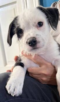 Mixed Breed Dogs Available for Adoption - Pip | PetCurious