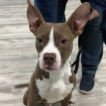 Rescue Pit Bull Terrier and Boxer Dogs for Adoption in Plainfield, Illinois - Bodie | PetCurious