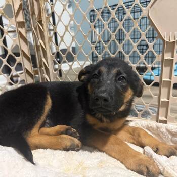 Sun -  German Shepherd Dog and Australian Shepherd Dog for Adoption in Avon, Ohio - Sun | PetCurious