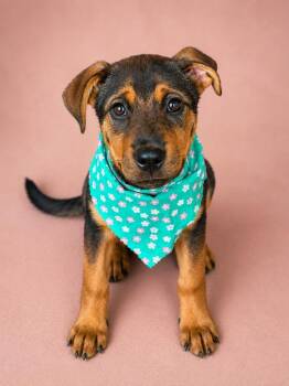 Joplin -  Shepherd Dog for Adoption in Phenix City, Alabama - Joplin | PetCurious
