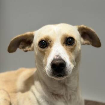 Nugget -  Chihuahua Dog for Adoption in Sacramento, California - Nugget | PetCurious