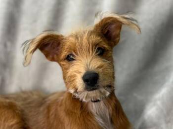 Ruby -  Terrier and Mixed Breed Dog for Adoption in Portland, Oregon - Ruby | PetCurious