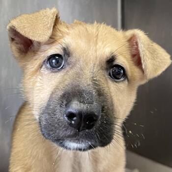 Shepherd Dogs Available for Adoption in San Antonio, Texas - Tigres | PetCurious