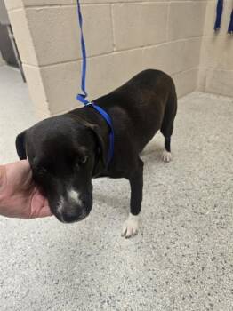 Labrador Retriever and Mixed Breed Dogs Available for Adoption in Conroe, Texas - CAMILLA | PetCurious