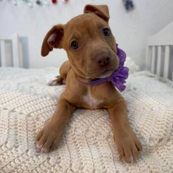 American Staffordshire Terrier and Labrador Retriever Dogs Available for Adoption in Friendswood, Texas - Mariette Tulip | PetCurious