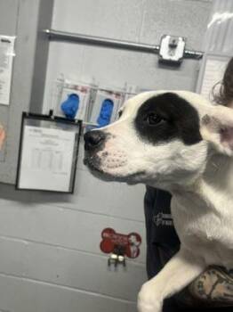 Cardigan -  Mixed Breed Dog for Adoption in Fort Worth, Texas - Cardigan | PetCurious