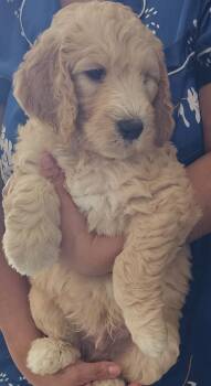 Oso -  Goldendoodle Dog for Sale in Gainesville, Florida - Oso | PetCurious