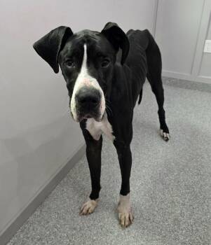 Great Dane Dogs Available for Adoption in Frankfort, Indiana - Yeager | PetCurious