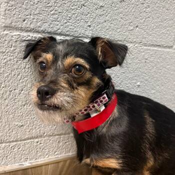 Roxie -  Yorkshire Terrier Dog for Adoption in San Jacinto, California - Roxie | PetCurious