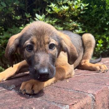 Redbone Coonhound and Mixed Breed Dogs Available for Adoption in Brownsboro, Alabama - Honey | PetCurious