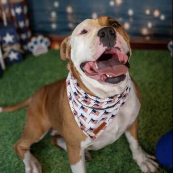 Dolly -  American Staffordshire Terrier and Mixed Breed Dog for Adoption in Aberdeen, North Carolina - Dolly | PetCurious