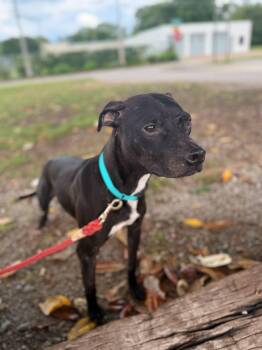 Rescue Mixed Breed Dogs for Adoption in Huntsville, Alabama - Benny | PetCurious