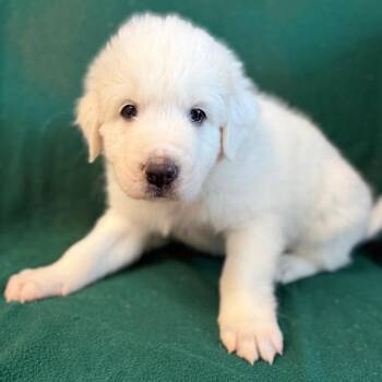 Tater -  Great Pyrenees and Mixed Breed Dog for Adoption in St. Peters, Missouri - Tater | PetCurious