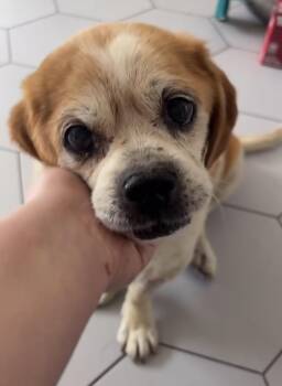 Theodore -  Beagle Dog for Adoption in Murrieta, California - Theodore | PetCurious