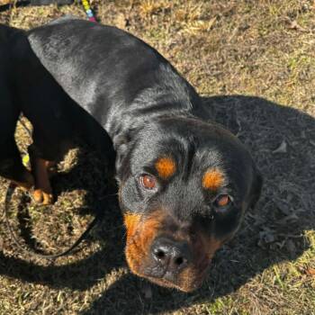Rottweiler Dogs Available for Adoption - Korella (F26-21) | PetCurious
